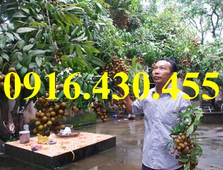Cây giống nhãn muộn
